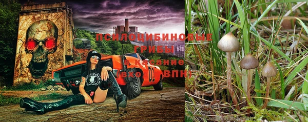 прущие грибы Алексеевка